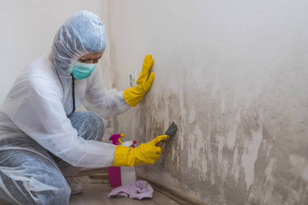 Environmental Consulting for Mold Prevention in Westminster, SC